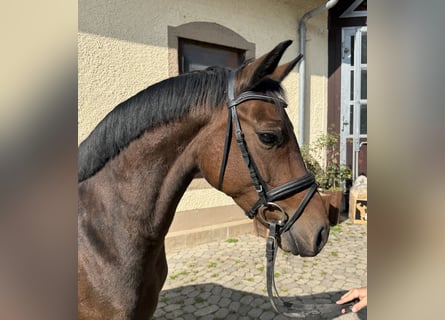 Weitere Warmblüter, Stute, 4 Jahre, 147 cm, Dunkelbrauner