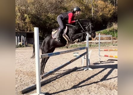 Weitere Warmblüter, Stute, 4 Jahre, 155 cm, Rappe