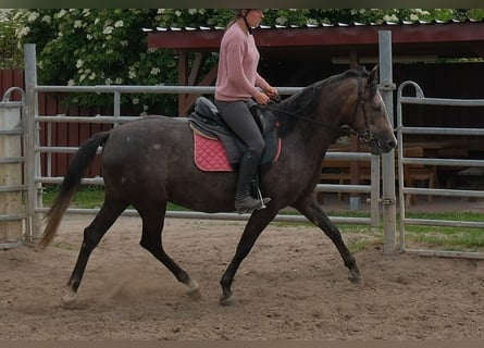 Weitere Warmblüter, Stute, 4 Jahre, 155 cm, Rappschimmel