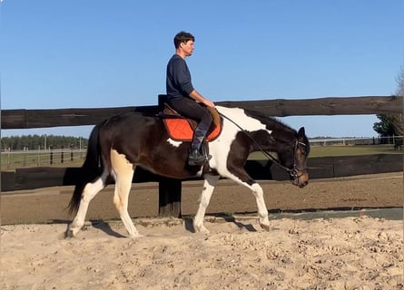 Weitere Warmblüter Mix, Stute, 4 Jahre, 155 cm, Schecke
