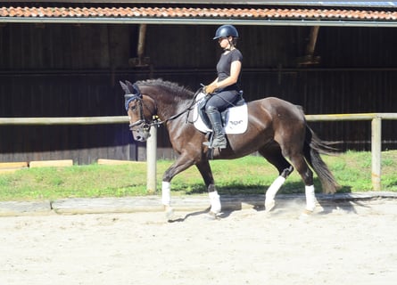 Weitere Warmblüter, Stute, 4 Jahre, 163 cm, Dunkelfuchs