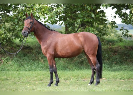 Weitere Warmblüter, Stute, 4 Jahre, 164 cm, Brauner