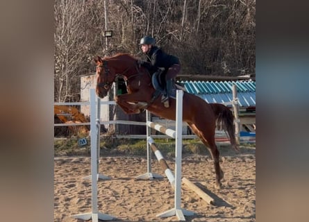 Weitere Warmblüter, Stute, 4 Jahre, 164 cm, Dunkelfuchs