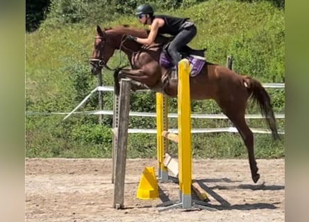 Weitere Warmblüter, Stute, 4 Jahre, 164 cm, Dunkelfuchs