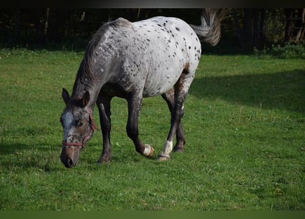 Weitere Warmblüter, Stute, 4 Jahre, 164 cm, Tigerschecke