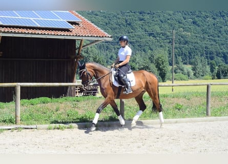 Weitere Warmblüter, Stute, 4 Jahre, 167 cm, Brauner