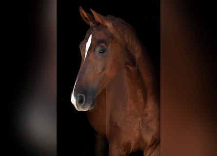 Weitere Warmblüter, Stute, 4 Jahre, 167 cm, Fuchs
