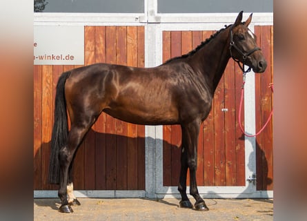 Weitere Warmblüter, Stute, 4 Jahre, 168 cm