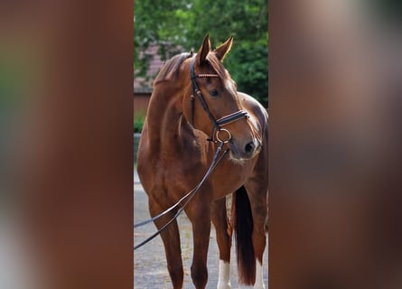 Weitere Warmblüter, Stute, 4 Jahre, 170 cm, Dunkelfuchs