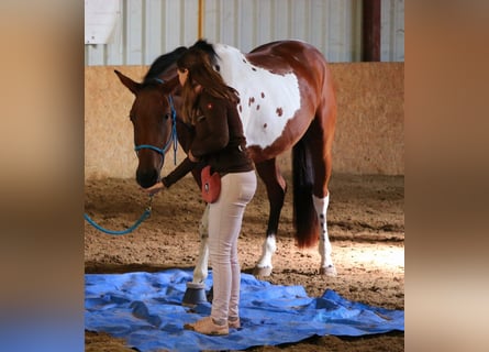 Weitere Warmblüter, Stute, 4 Jahre, Schecke