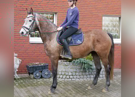 Weitere Warmblüter, Stute, 5 Jahre, 155 cm, Braunfalbschimmel