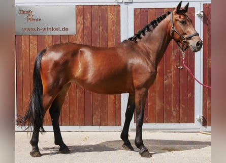 Weitere Warmblüter Mix, Stute, 5 Jahre, 155 cm