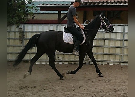 Weitere Warmblüter, Stute, 5 Jahre, 155 cm, Rappe