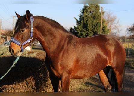 Weitere Warmblüter, Stute, 5 Jahre, 158 cm, Brauner