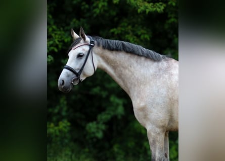 Weitere Warmblüter, Stute, 5 Jahre, 160 cm, Apfelschimmel