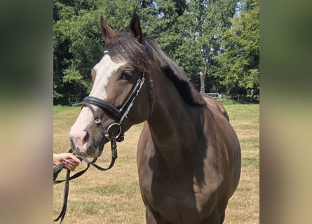 Weitere Warmblüter, Stute, 5 Jahre, 160 cm, Schwarzbrauner