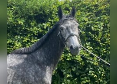 Weitere Warmblüter, Stute, 5 Jahre, 163 cm, Rappschimmel