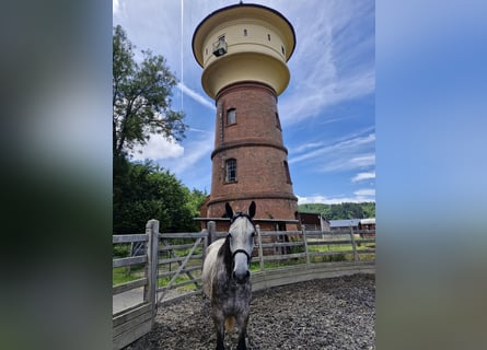 Weitere Warmblüter, Stute, 5 Jahre, 165 cm, Apfelschimmel
