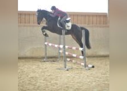 Weitere Warmblüter, Stute, 5 Jahre, 165 cm, Dunkelbrauner