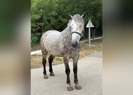 Weitere Warmblüter, Stute, 5 Jahre, 165 cm, Schimmel