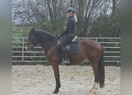 Weitere Warmblüter, Stute, 6 Jahre, 152 cm, Brauner