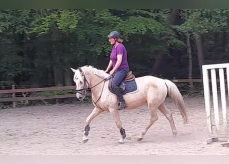 Weitere Warmblüter, Stute, 6 Jahre, 156 cm, Palomino