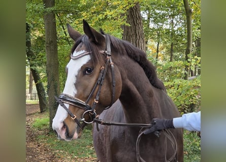 Weitere Warmblüter, Stute, 6 Jahre, 158 cm, Schwarzbrauner