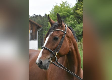 Weitere Warmblüter Mix, Stute, 6 Jahre, 165 cm, Brauner