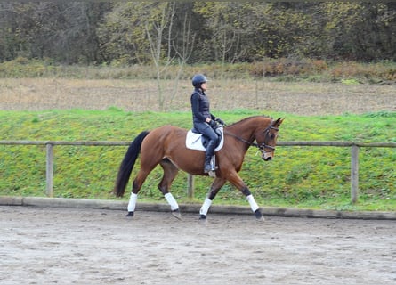 Weitere Warmblüter, Stute, 6 Jahre, 168 cm, Brauner