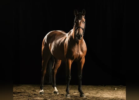 Weitere Warmblüter, Stute, 7 Jahre, 163 cm, Brauner