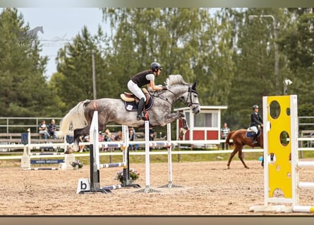 Weitere Warmblüter, Stute, 7 Jahre, 174 cm, Schimmel