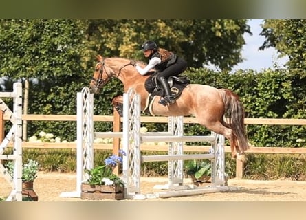 Weitere Warmblüter, Stute, 8 Jahre, 145 cm, Roan-Red