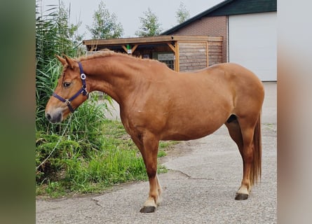 Weitere Warmblüter Mix, Stute, 8 Jahre, 151 cm, Fuchs