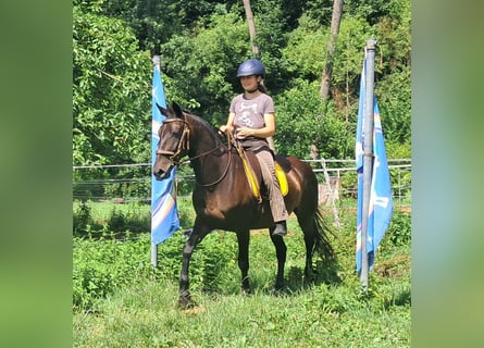 Weitere Warmblüter, Stute, 8 Jahre, 152 cm, Dunkelbrauner