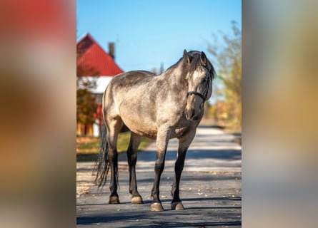 Weitere Warmblüter, Stute, 8 Jahre, 163 cm, Buckskin