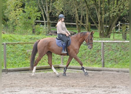 Weitere Warmblüter, Stute, 8 Jahre, 170 cm, Dunkelfuchs