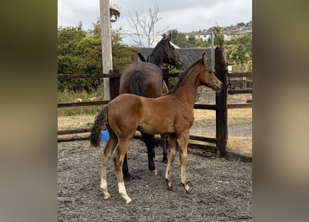 Weitere Warmblüter Mix, Stute, Fohlen (06/2026), 163 cm, Rotbrauner