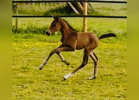 Weitere Warmblüter, Stute, Fohlen (05/2025), 168 cm, Brauner