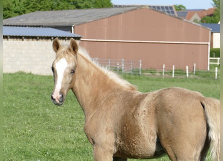 Weitere Warmblüter, Stute, , 168 cm, Palomino