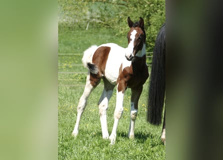 Weitere Warmblüter, Stute, Fohlen (03/2025), 168 cm, Schecke