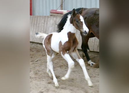Weitere Warmblüter, Stute, , 170 cm, Schecke