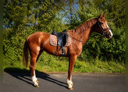 Weitere Warmblüter, Unbekannt, 3 Jahre, 170 cm