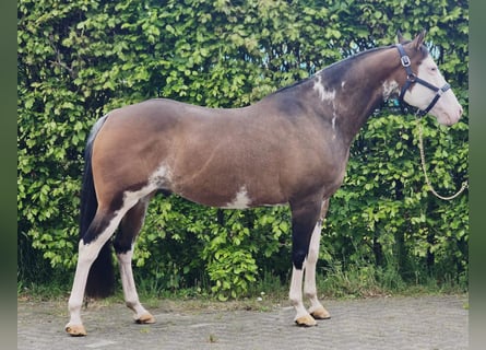 Weitere Warmblüter, Wallach, 10 Jahre, 154 cm, Overo-alle-Farben