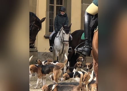 Weitere Warmblüter, Wallach, 10 Jahre, 155 cm, Apfelschimmel