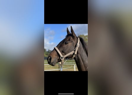 Weitere Warmblüter, Wallach, 10 Jahre, 161 cm, Dunkelbrauner