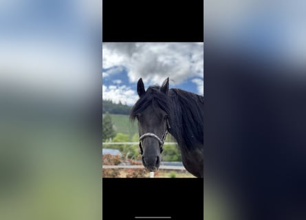 Weitere Warmblüter, Wallach, 10 Jahre, 164 cm, Rappe