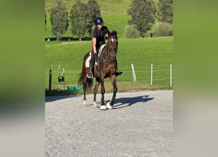 Weitere Warmblüter, Wallach, 10 Jahre, 165 cm, Brauner