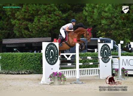 Weitere Warmblüter, Wallach, 10 Jahre, 175 cm, Brauner