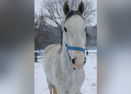 Weitere Warmblüter, Wallach, 11 Jahre, 170 cm, Schimmel