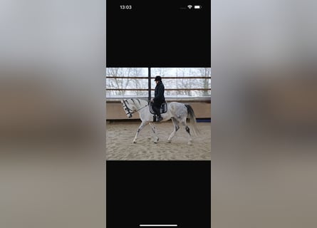 Weitere Warmblüter, Wallach, 11 Jahre, 170 cm, Schimmel